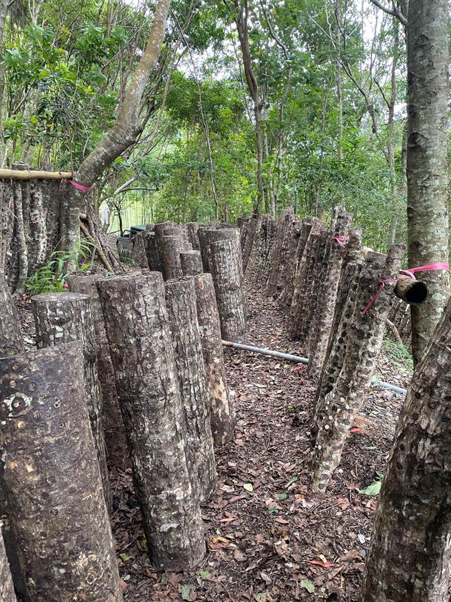 南澳乡拥有良好的林木环境。（农粮署东区分署提供／吴佩蓉宜兰传真）