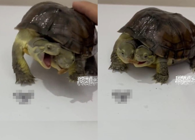 大陆浙江1名饲主养1只双头乌龟，他也在网上大方分享双头乌龟抢食影片，笑翻一票网友。（翻摄自微博）