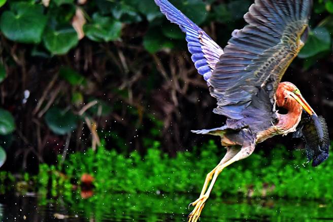 稀有娇客「紫鹭」在台东海滨公园现踪，鸟友说，紫气东来，是好兆头。（鸟友提供  ）