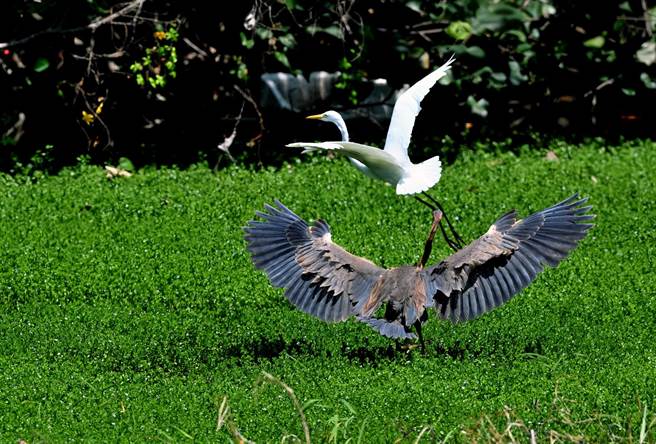 稀有娇客「紫鹭」在台东海滨公园现踪，鸟友说，紫气东来，是好兆头。（鸟友提供  ）