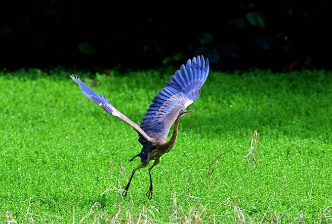 稀有娇客「紫鹭」在台东海滨公园现踪，鸟友说，紫气东来，是好兆头。（鸟友提供  ）