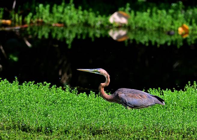 稀有娇客「紫鹭」在台东海滨公园现踪，鸟友说，紫气东来，是好兆头。（鸟友提供  ）