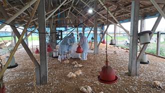 禽流感還在燒！ 彰化大城1.6萬隻土雞遭撲殺