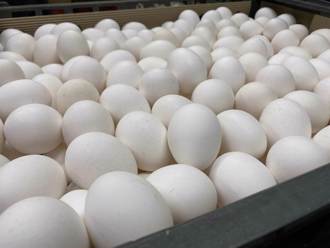 台灣缺蛋  「Lin bay」：這國雞蛋便宜還可生吃