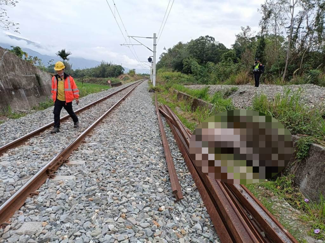 牛隻入侵鐵軌，401次太魯閣號迎面撞擊，列車受損，牛隻彈飛死亡。（鐵警提供／王志偉花蓮傳真） 