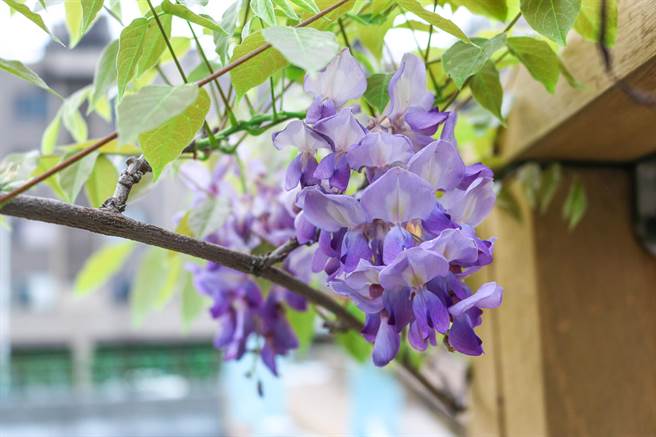 芦洲鸭母港沟沿岸的紫藤花已陆续开花。（水利局提供）