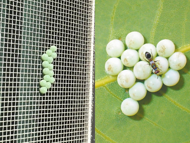 据了解荔枝椿象是知名害虫，不但会危害植物，喷出的腐蚀性臭液还会使人体皮肤溃烂灼伤，图为该虫的卵。（翻摄照片）