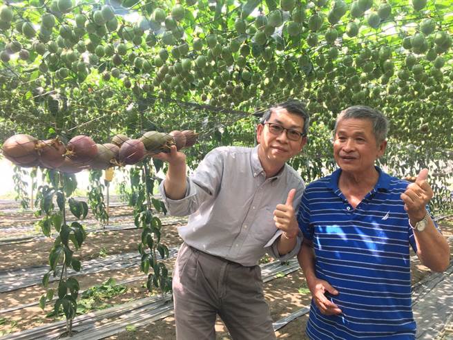 百香果乘坐摇篮。(农粮署提供)