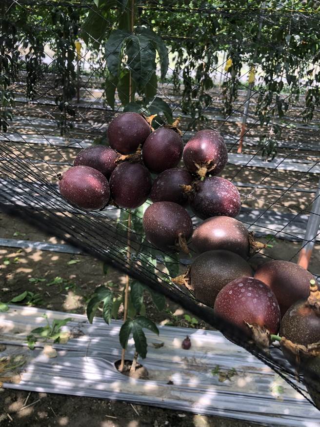 百香果乘坐摇篮。(农粮署提供)