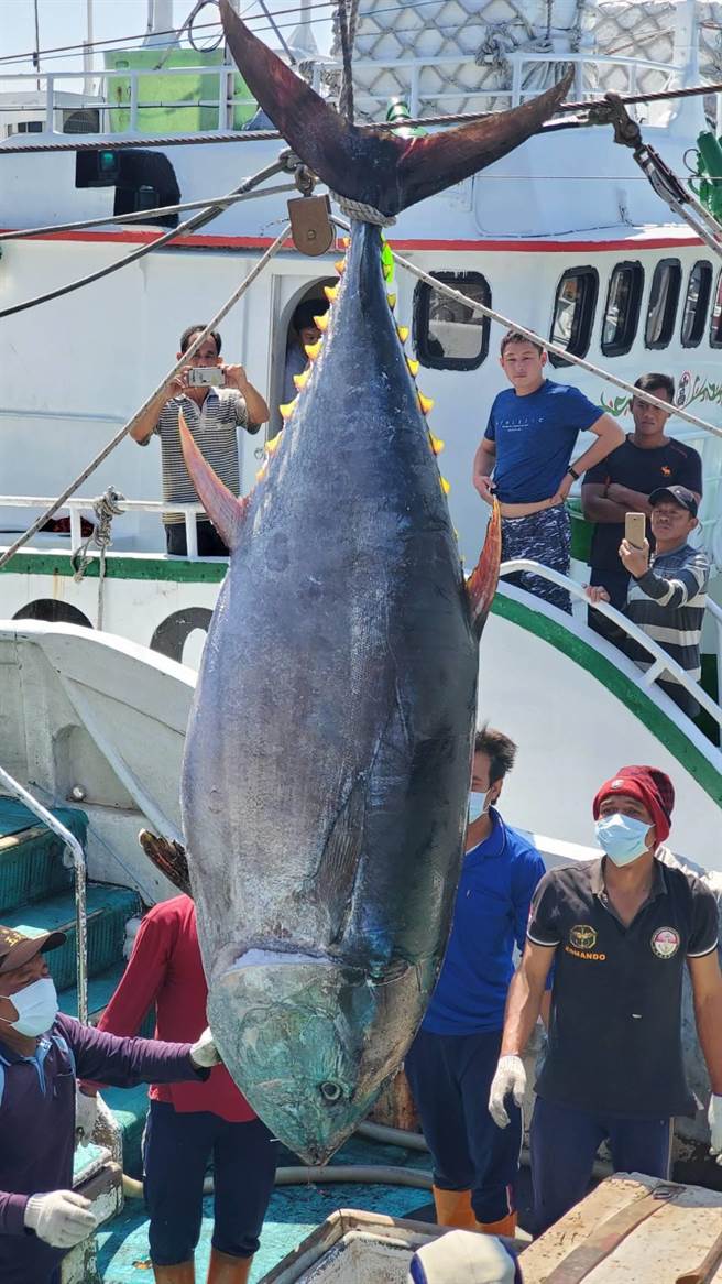琉球籍渔船「新发财1号」通报捕获今年屏东第一鲔，将于4月1日愚人节验明正身。（资料照）