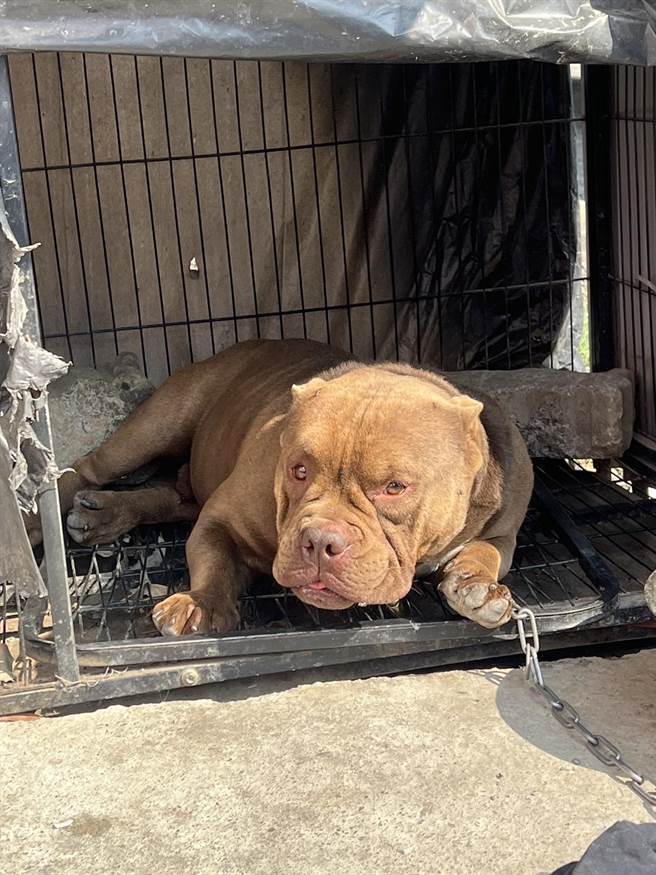 黃姓男子飼養的美國惡霸犬。（翻攝照片／崔正綱高雄傳真）