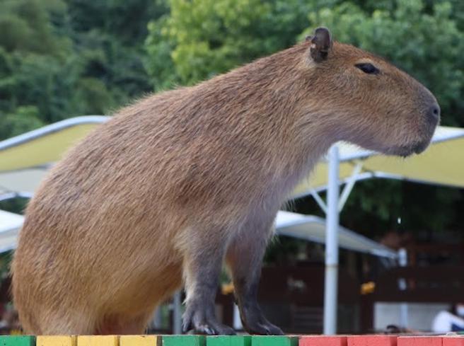 模样呆萌的水豚广受大小朋友喜爱。（斑比山丘提供）