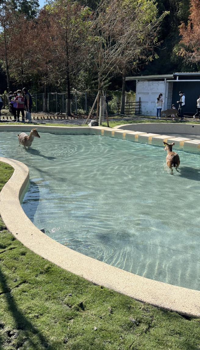斑比山丘打造出动物们的专属泳池。（斑比山丘提供）