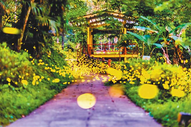 云仙乐园区内没有光害、远离都市尘嚣，是新北赏萤秘境，园区自4月20日自6月30日规画为赏萤季。（云仙乐园提供／王扬杰新北传真）