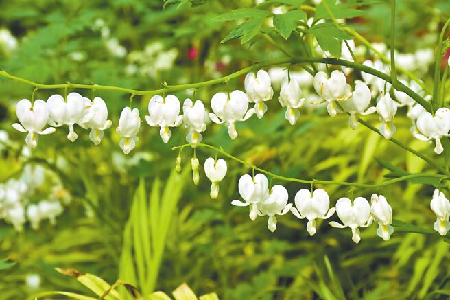 杉林溪培育的新品种─荷花牡丹。（杉林溪提供／廖志晃南投传真）