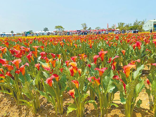 桃园彩色海芋季曾狂吸153万人次，今年将以「绮芋」为主题，于4月1日至16日登场，彩芋数量创歷年之冠。（蔡依珍摄）