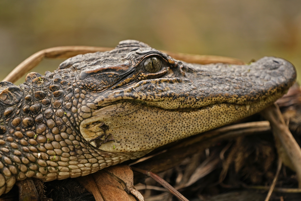 最近正值短吻鳄繁殖季节，美国各地常有短吻鳄出没。（资料照／美联社）(photo:ChinaTimes)