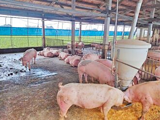 66隻豬被竊 調監視器找賊 豬肉已下肚