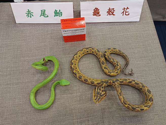 国内每年约有1000多人被蛇咬伤，以龟壳花和赤尾青竹丝最常见。（王家瑜摄）