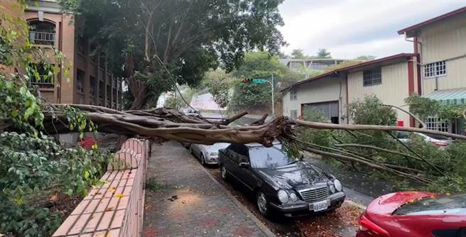 南投縣草屯國小緊鄰玉屏路圍牆的1棵榕樹倒了，樹身壓到路邊停放的2輛賓士及1輛馬自達轎車。（民眾提供／楊靜茹南投傳真）