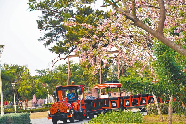 台南山上花园水道博物馆园区内的花旗木逐渐开花，搭配造型独特的游园小火车，让前来旅游的亲子们，直呼有「阿里山的FU」。（洪荣志摄）
