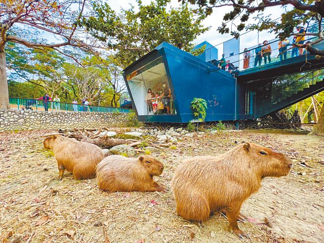 去年底重新開張的高雄壽山動物園，遊客紛紛被水豚可愛萌樣圈粉。（高市觀光局提供／柯宗緯高雄傳真）