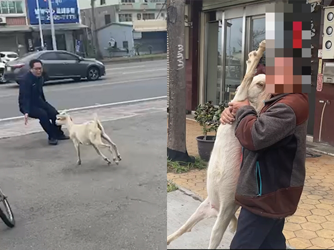 梧棲區民飼養的一頭羊日前趁機溜出，警方及時當牧羊人圈圍，即時化解一場危機。（警方提供）
