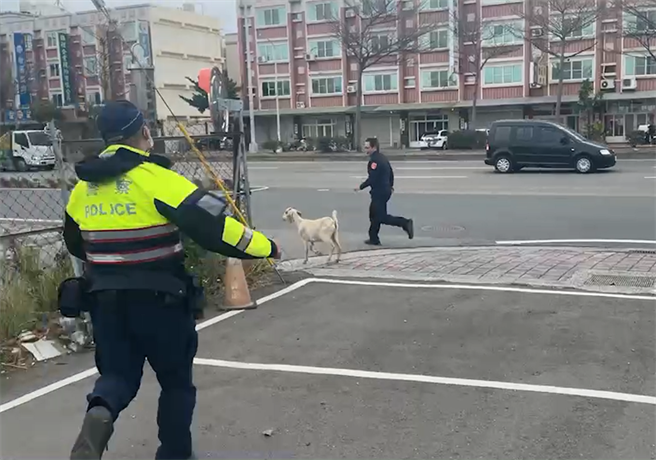 梧棲區民飼養的一頭羊日前趁機溜出，警方及時當牧羊人圈圍，即時化解一場危機。（警方提供）