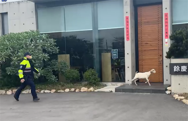 梧棲區民飼養的一頭羊日前趁機溜出，警方及時當牧羊人圈圍，即時化解一場危機。（警方提供）