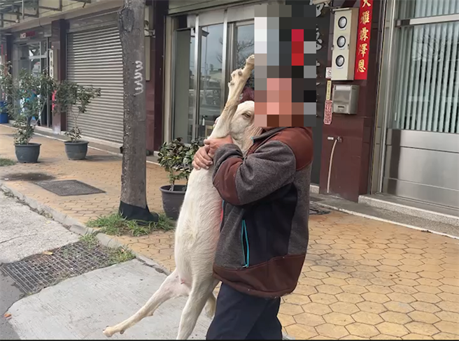 梧棲區民飼養的一頭羊日前趁機溜出，警方及時當牧羊人圈圍，即時化解一場危機。（警方提供）