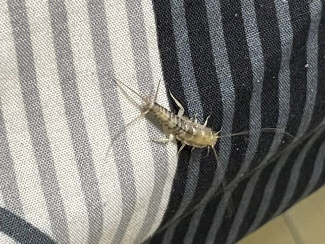 一名男網友家中出現一隻從沒看過的昆蟲。（圖／翻攝自爆廢公社）