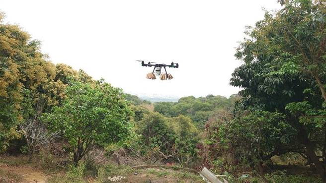 无人机投放平腹小蜂至彰化县八卦山脉果园内。（彰化县政府提供）
