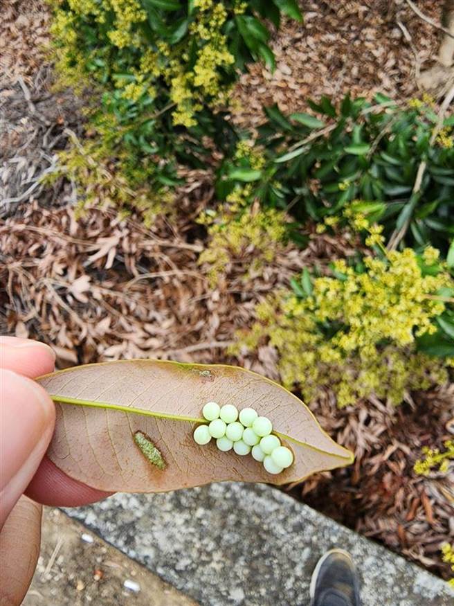 农业处建议农民在透过生物防治荔枝椿象的同时，也搭配人工摘除卵块。（彰化县政府提供）