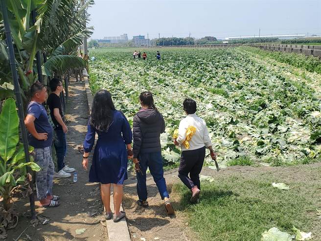 清明連假帶來返鄉人潮，雲林縣不少菜園趁掃墓人氣加強促銷，回收多少算多少，旅外返鄉的民眾看到高麗菜1顆10元十分驚喜，掃墓完畢直奔菜園砍菜。（周麗蘭攝）