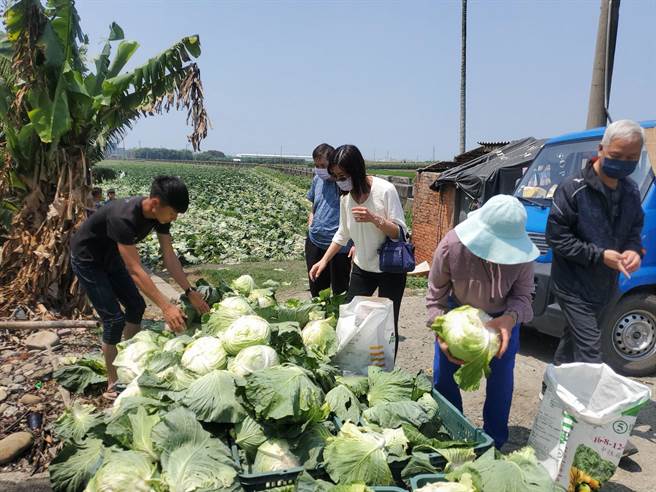高麗菜自採1顆10元、買現成的1顆20元，不少旅外鄉親趨之若鶩。（周麗蘭攝）