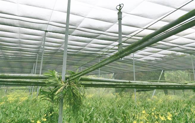 农政单位补助含盖田间管路灌溉设施，包含穿孔管、喷头、微喷及滴灌，以及灌溉调控设施。（台中市政府提供）