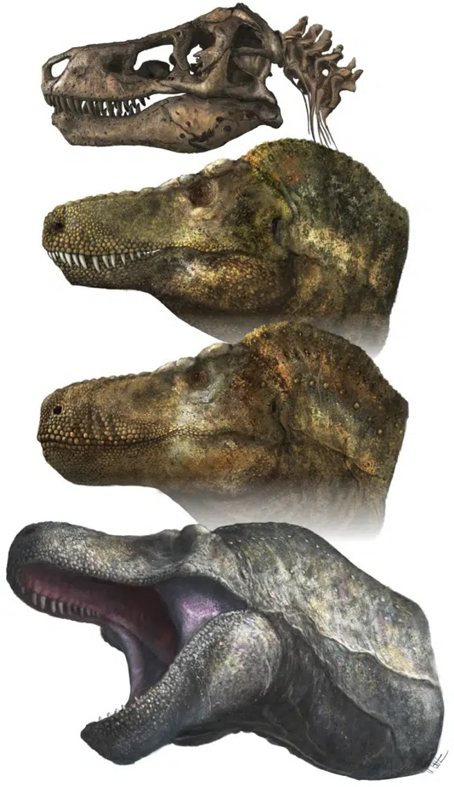 古生物學家表示，比對暴龍的頭部與牙齒比例，牠的嘴唇是可以把牙齒包進去。(圖/朴茲茅斯大學)