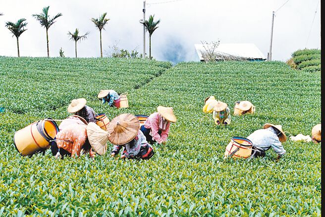 久旱不雨，茶葉生長大受影響，今年春茶產量預估減產4至5成，昨日農委會已啟動大阿里山茶區茶葉天然災害現金救助申請。（嘉義縣政府提供／呂妍庭嘉義傳真）