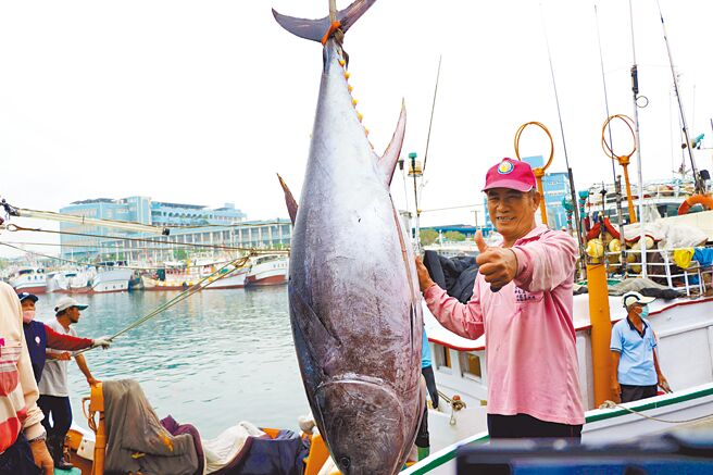 经东港区渔会1日验明正身后，确定琉球籍渔船「新发财1号」船长洪明全捕获屏东第一鲔，预计7日举行拍卖会。（谢佳潾摄）