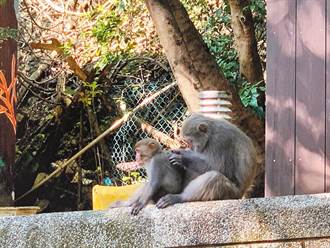 壽山動物園連假單日湧萬人！ 家長見「這場景」嚇爆先護孩子