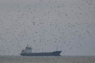 六輕海面驚現「黑雲」 上萬候鳥集結齊飛蔚為奇觀