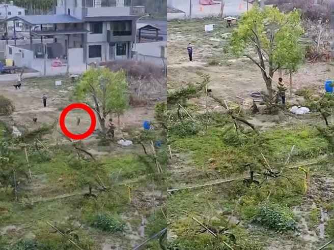 男子用棍棒把躲在樹上的貓打下，任3隻米克斯大型犬朝貓追趕並瘋狂撕咬，貓最後被數隻狗包圍亂咬，肇事男子與友人和1名男童在遠處全程觀望。（翻攝自臉書「爆料公社」）