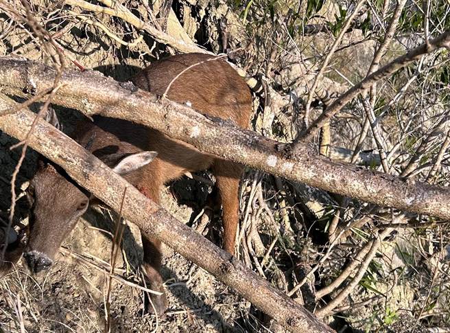长鬃山羊误中陷阱，还被树干压住，动弹不得。（民眾提供）