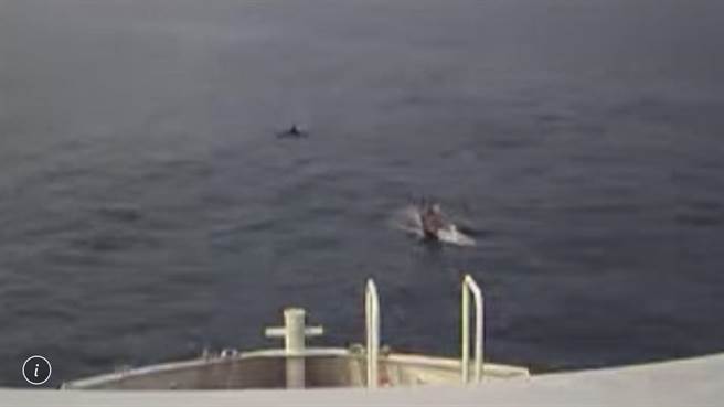 清明連假第3天，遊客持續湧入屏東離島小琉球，但有別於前2天，今天登島遊客有個意外小驚喜，就是在航行途中喜見海豚群游。（藍白航運提供／謝佳潾屏東傳真）