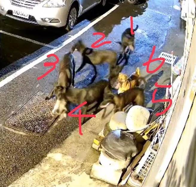 台中大里內新里新和街37巷停車場發生隻野狗圍殺1隻貓的殘忍事件。（大里內新里長林溢源提供／馮惠宜台中傳宜）