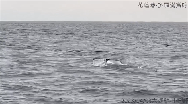 被誉为梦幻鲸种的大翅鲸母子在上月中旬现踪花莲外海，今天再度有一对母子现身，与赏鲸船上的游客共度假期午后，最后还举尾潜下海面，彷佛在跟目击游客们道别，期许未来再相见。（多罗满赏鲸公司提供／罗亦晽花莲传真）