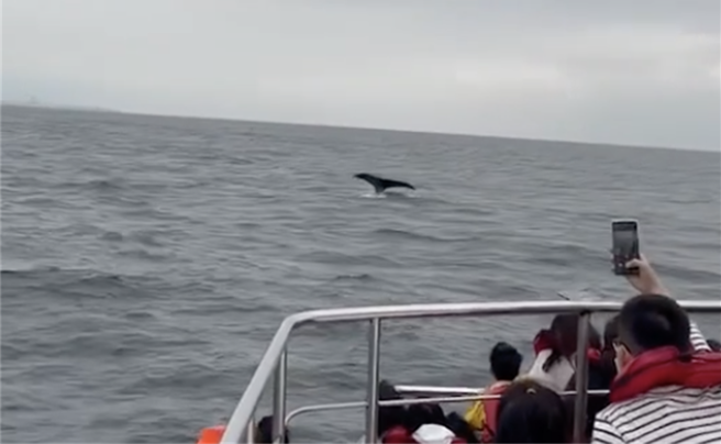 被誉为梦幻鲸种的大翅鲸母子在上月中旬现踪花莲外海，今天再度有一对母子现身，与赏鲸船上的游客共度假期午后，最后还举尾潜下海面，彷佛在跟目击游客们道别，期许未来再相见。（多罗满赏鲸公司提供／罗亦晽花莲传真）