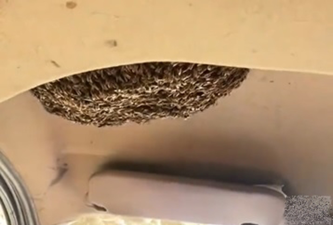 女子扫墓叫了一辆车，竟然发现司机大哥头上方聚了「一坨蜜蜂」。（翻摄自微博）