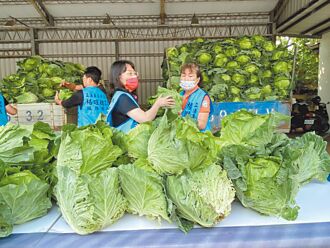 彰化暖醫 收購1500顆高麗菜贈鄉親