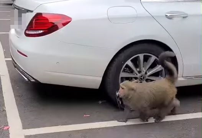 宾士女车主抱怨在欣赏山区美景时，爱车却惨遭「美猴王」摧残，后照镜的镜片遭拆走。（翻摄自脸书爆怨公社）